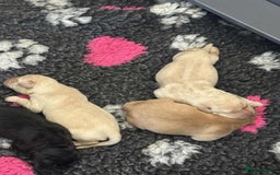 Labrador Retriever dogs for sale: Early Autumn Labrador Puppies - Image 23