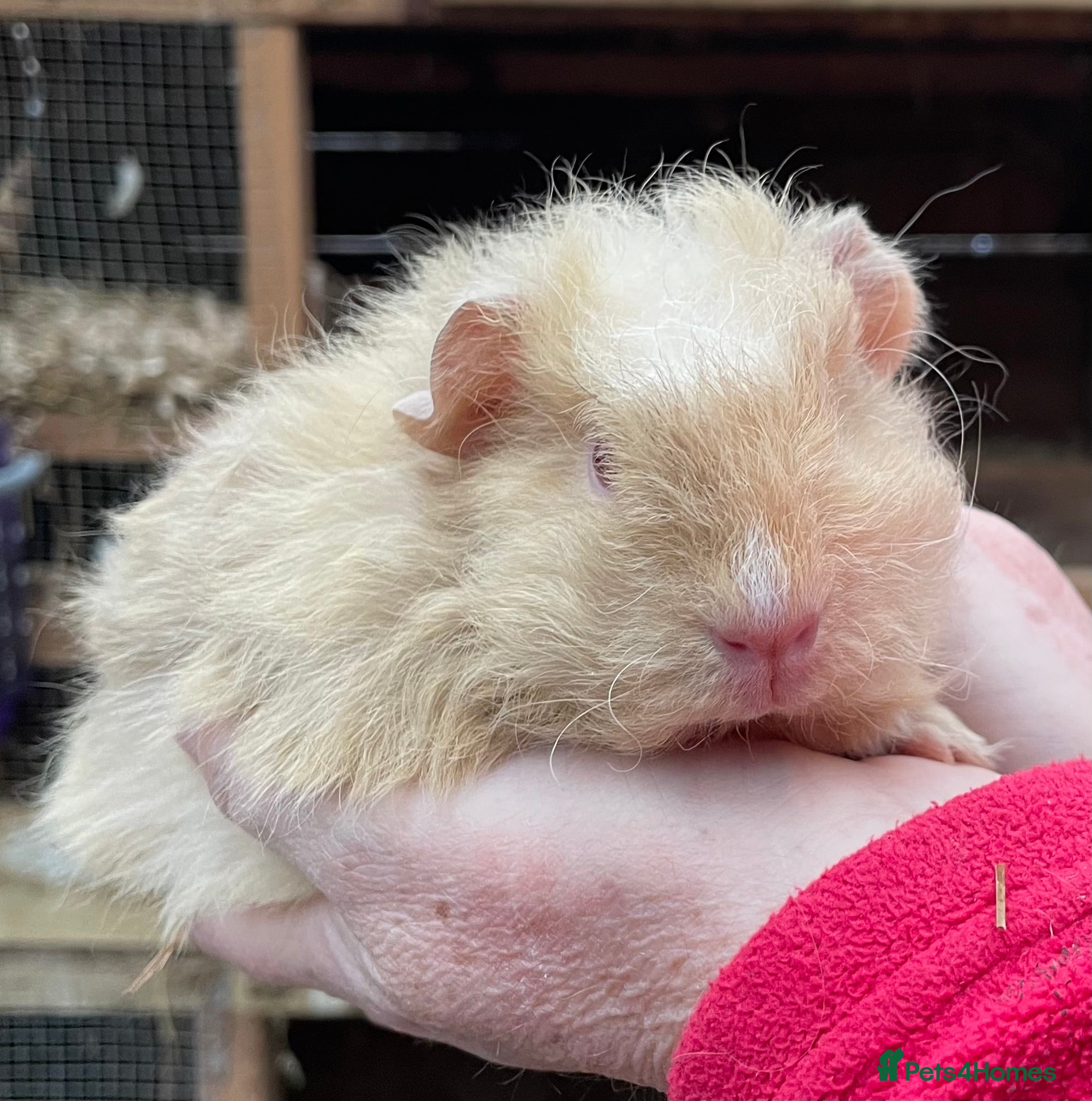 Guinea Pig rodents Baby Guinea pigs - Advert 13