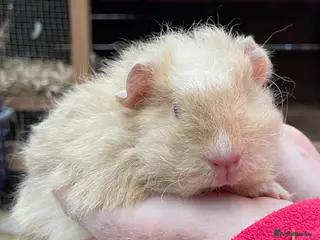 Guinea Pig rodents Baby Guinea pigs - Advert 13