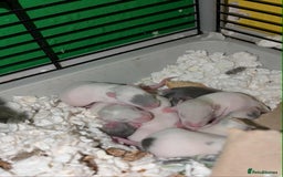 Rat rodents for sale: Rat pups - Image 1