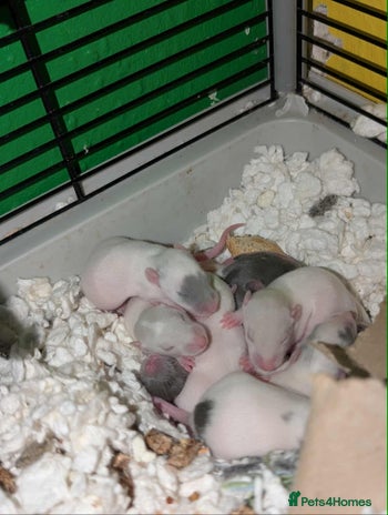 Rat rodents - Advert 1