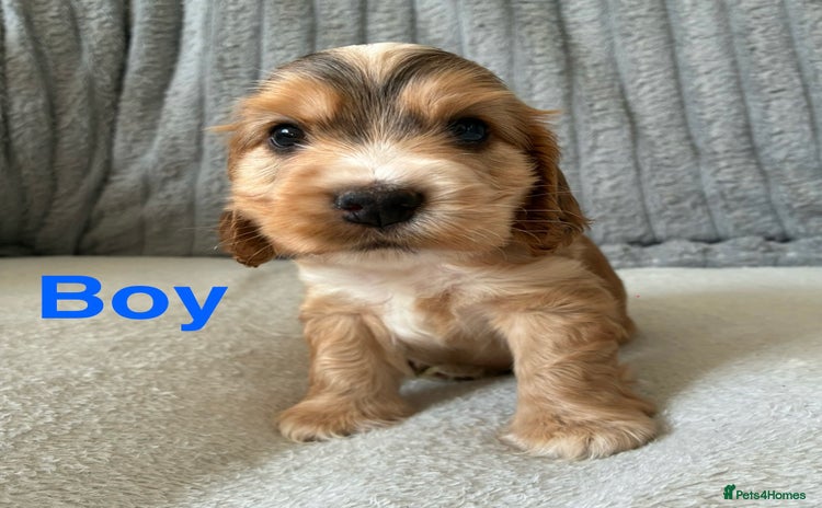 Cocker Spaniel dogs - Advert 5
