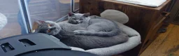 British Shorthair cats for sale: Cute babies ready for their new 🏠🐱🥰 - Advert 1