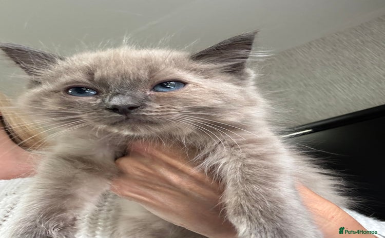Ragdoll cats - Advert 12