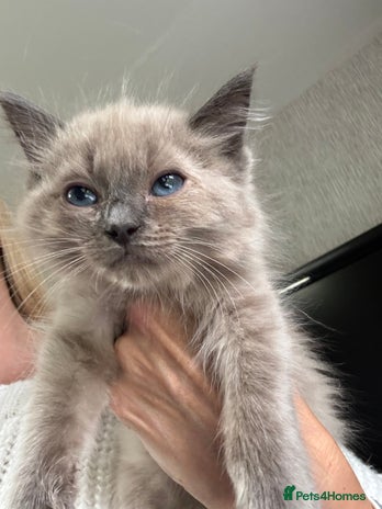 Ragdoll cats - Advert 11