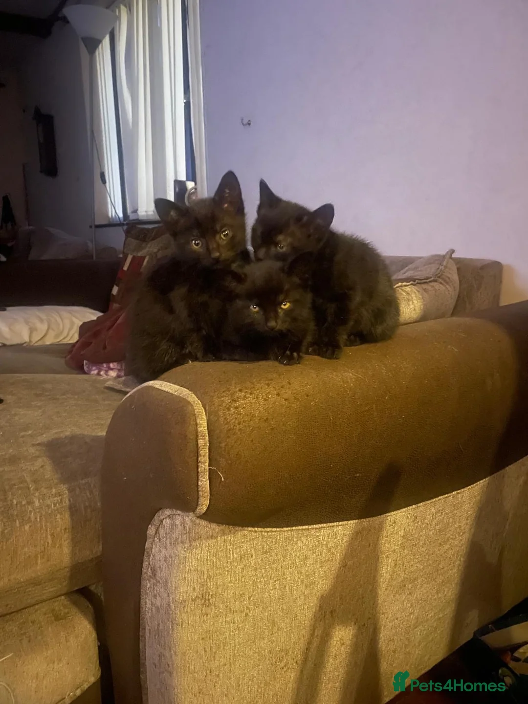 Domestic Shorthair cats for sale: Four black kittens all over 8 weeks old  in Doncaster - Advert 7