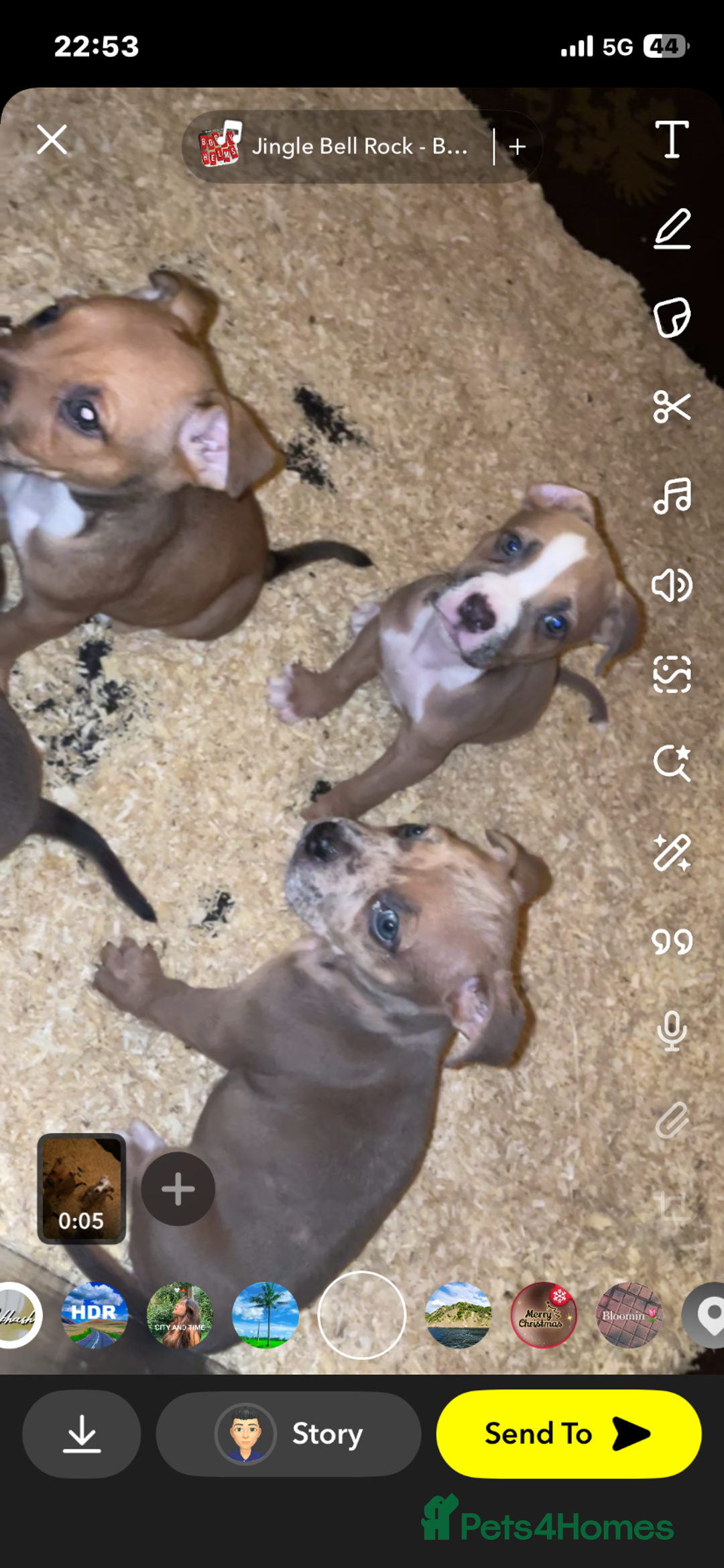 Mixed Breed dogs for sale: American bully cross bullmastiff  - Advert 4