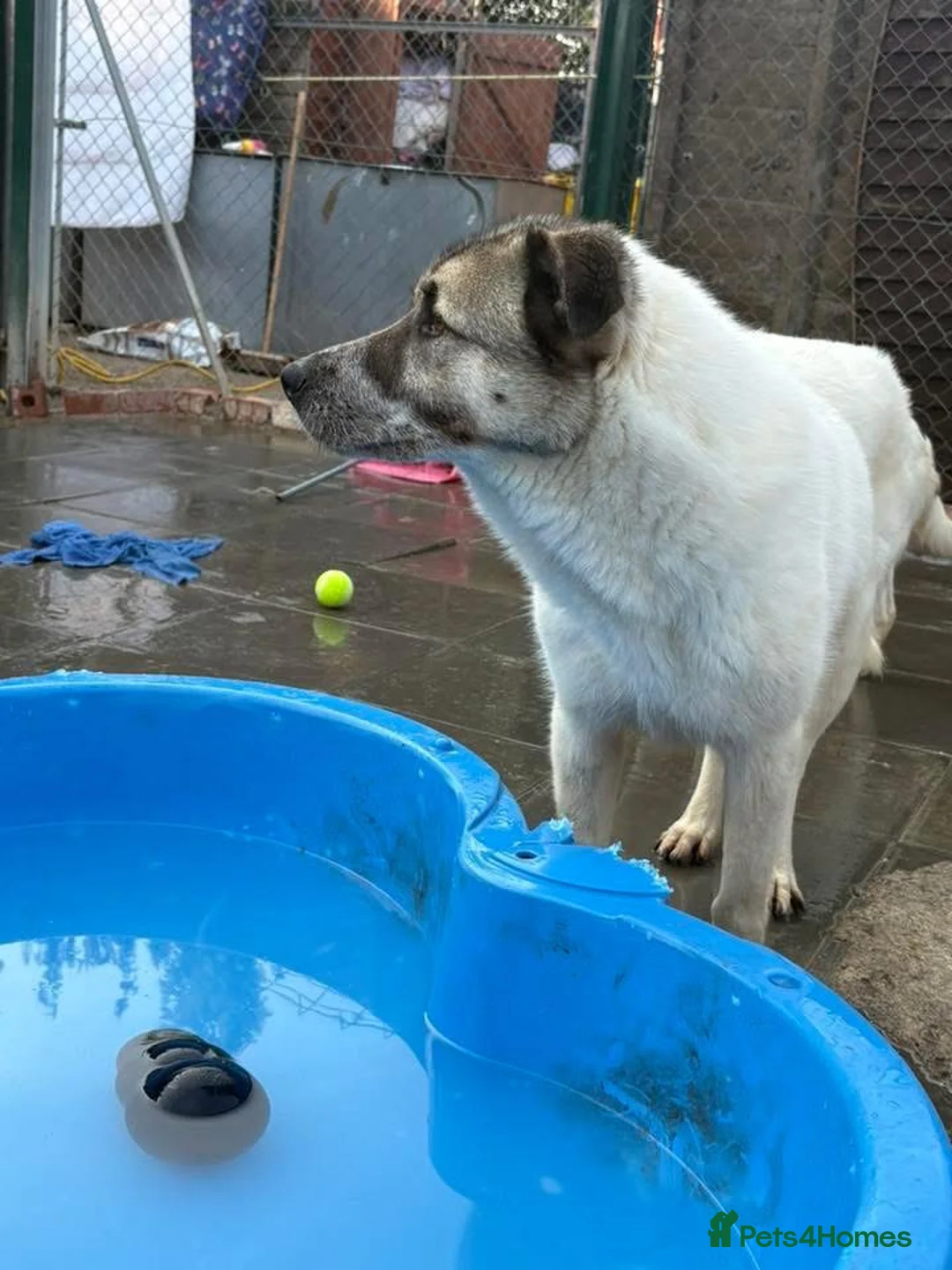 Mixed Breed dogs for adoption: Jellybean - Norwich Norfolk  - Advert 25