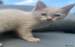 Ragdoll cats for sale: Ragdoll kitten  - Image 7