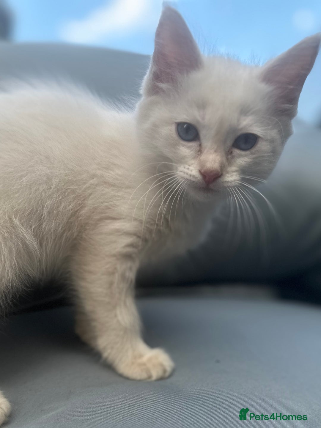 Ragdoll cats for sale: Ragdoll kitten  - Image 7