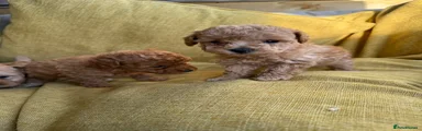 Toy Poodle 4