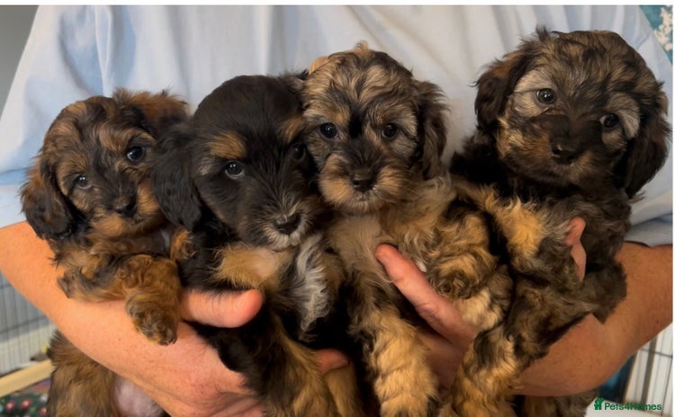 Mixed Breed dogs - Advert 1