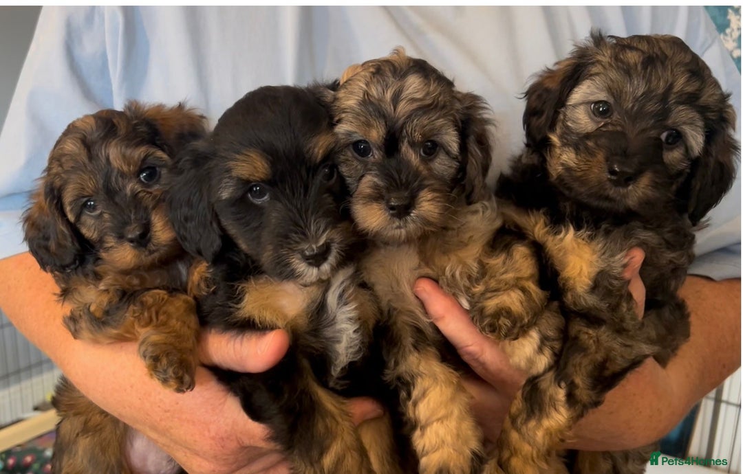 Mixed Breed dogs for sale: Tibetan x Toy Poodle - Image 3