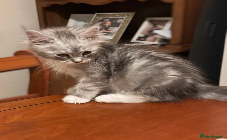 Maine Coon cats - Advert 2