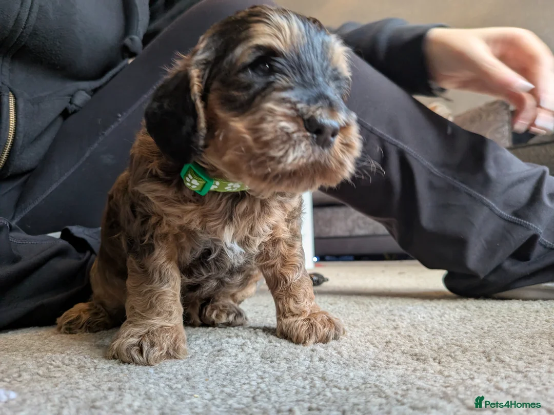 Cockapoo dogs for sale: 🐾 Beautiful Sable F1 Cockapoo Puppies 🐾 - Advert 3