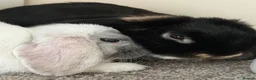 Mini Lop rabbits for sale: Two lovely Mini Lops rabbits in Hereford - Advert 5