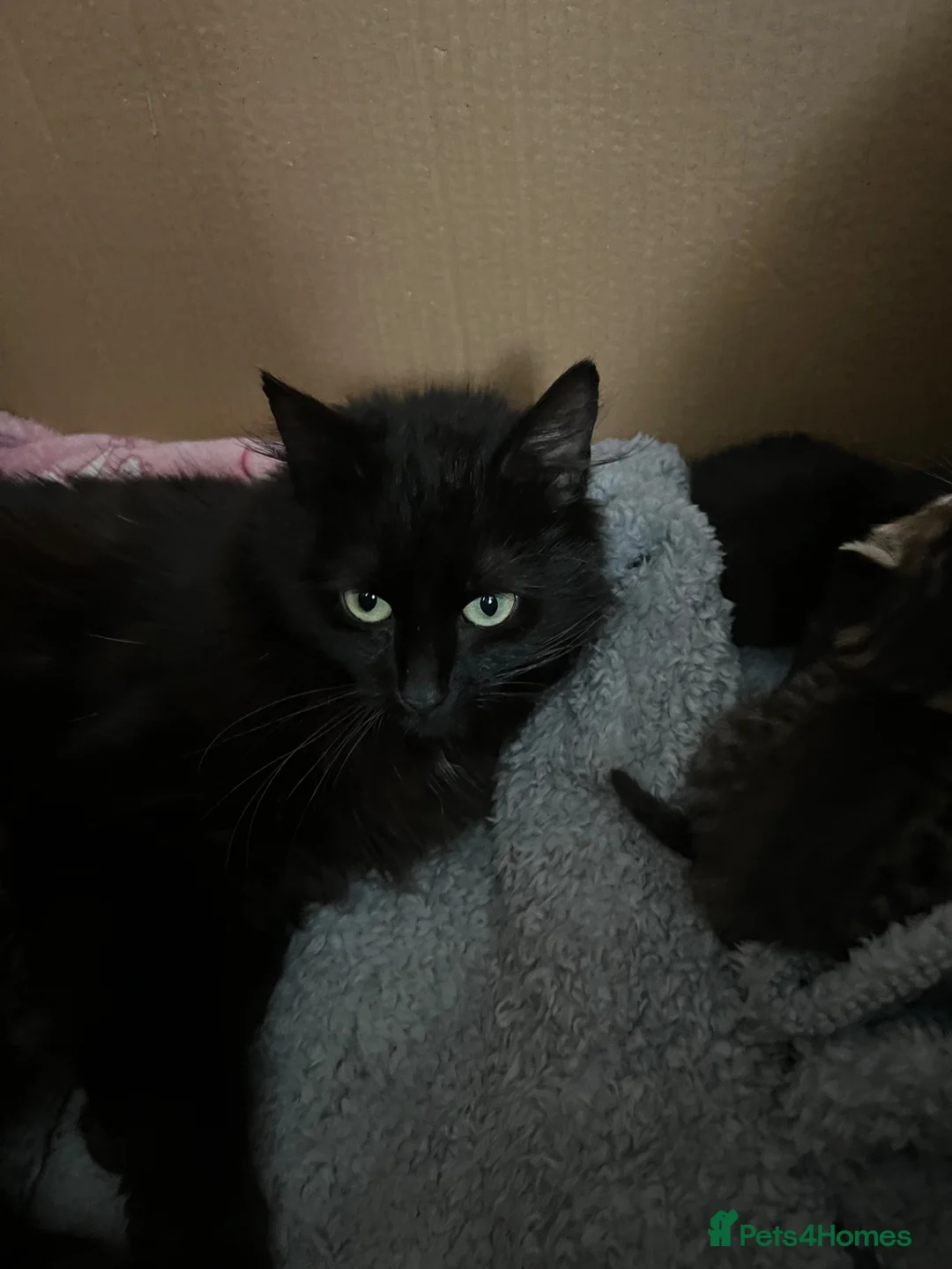 Norwegian Forest Cat cats for sale: 2 Stunning Females Looking For Homes👀🏡 in Eastleigh - Advert 5