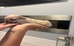 French Bulldog dogs for sale: 4 beautiful ** frenchies  - Image 10