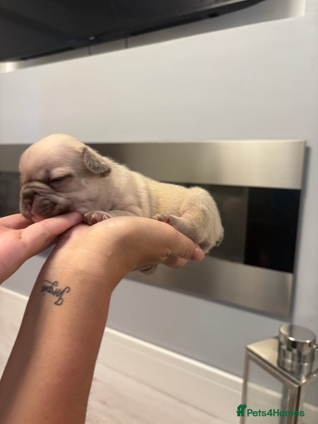 French Bulldog dogs for sale: 4 beautiful ** frenchies  - Image 10