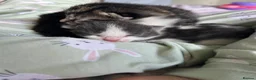 Mixed Breed cats for sale: 4 beautiful kittens for sale - Advert 4