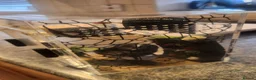Spiders invertebrates for sale: Bahamas jumping spider  in Brigg - Advert 6