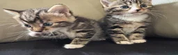 Mixed Breed cats for sale: two oriental x bengal x mainecoon kittens left - Advert 6