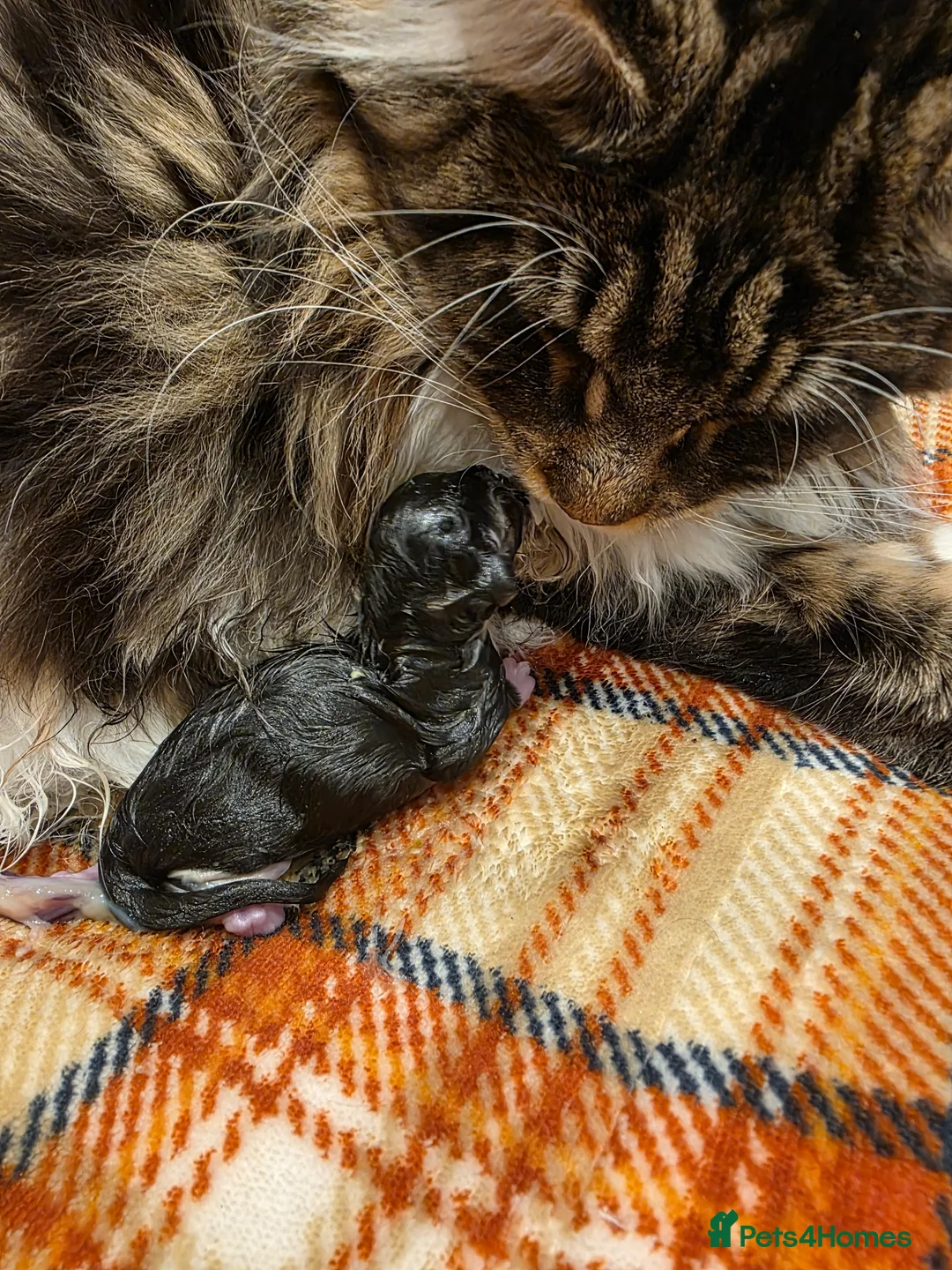 Maine Coon cats for sale: Sociable maine coon kittens - Advert 2