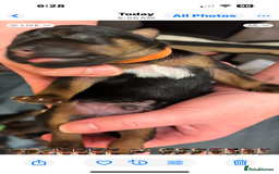 Mixed Breed dogs for sale: Beautiful patter dale x Lakeland terrier  - Image 26