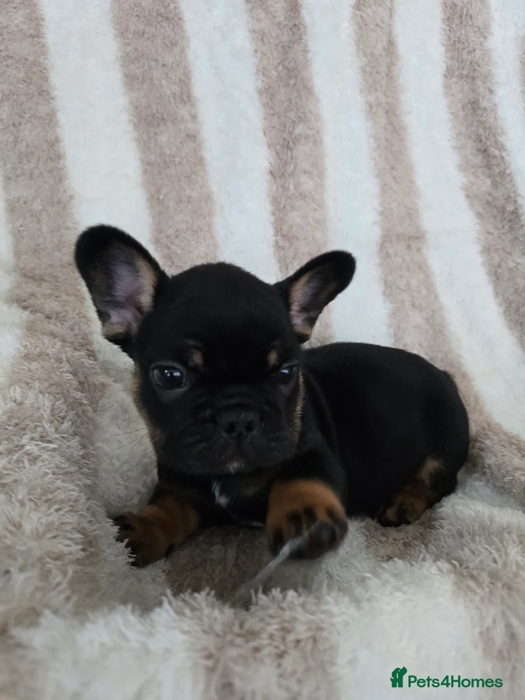 French Bulldog dogs for sale: Beautiful Frenchie Pups Available  - Advert 16