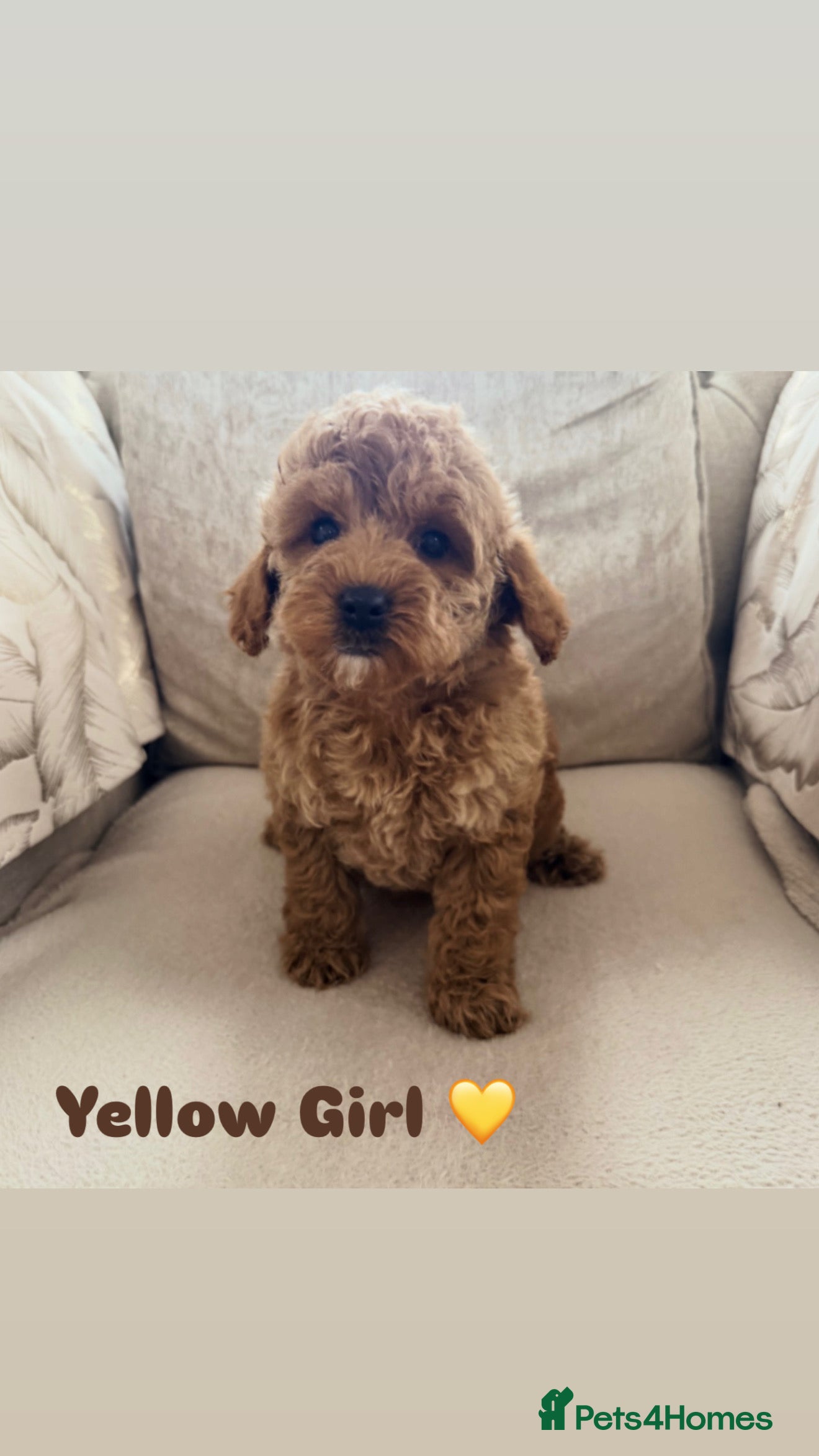 Cavapoo dogs Cavapoos 5 star licensed breeder - Advert 7