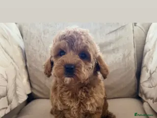 Cavapoo dogs Cavapoos 5 star licensed breeder - Advert 7