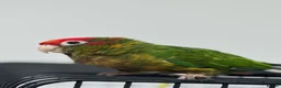 Conures birds for sale: Rose crown conure  - Advert 2