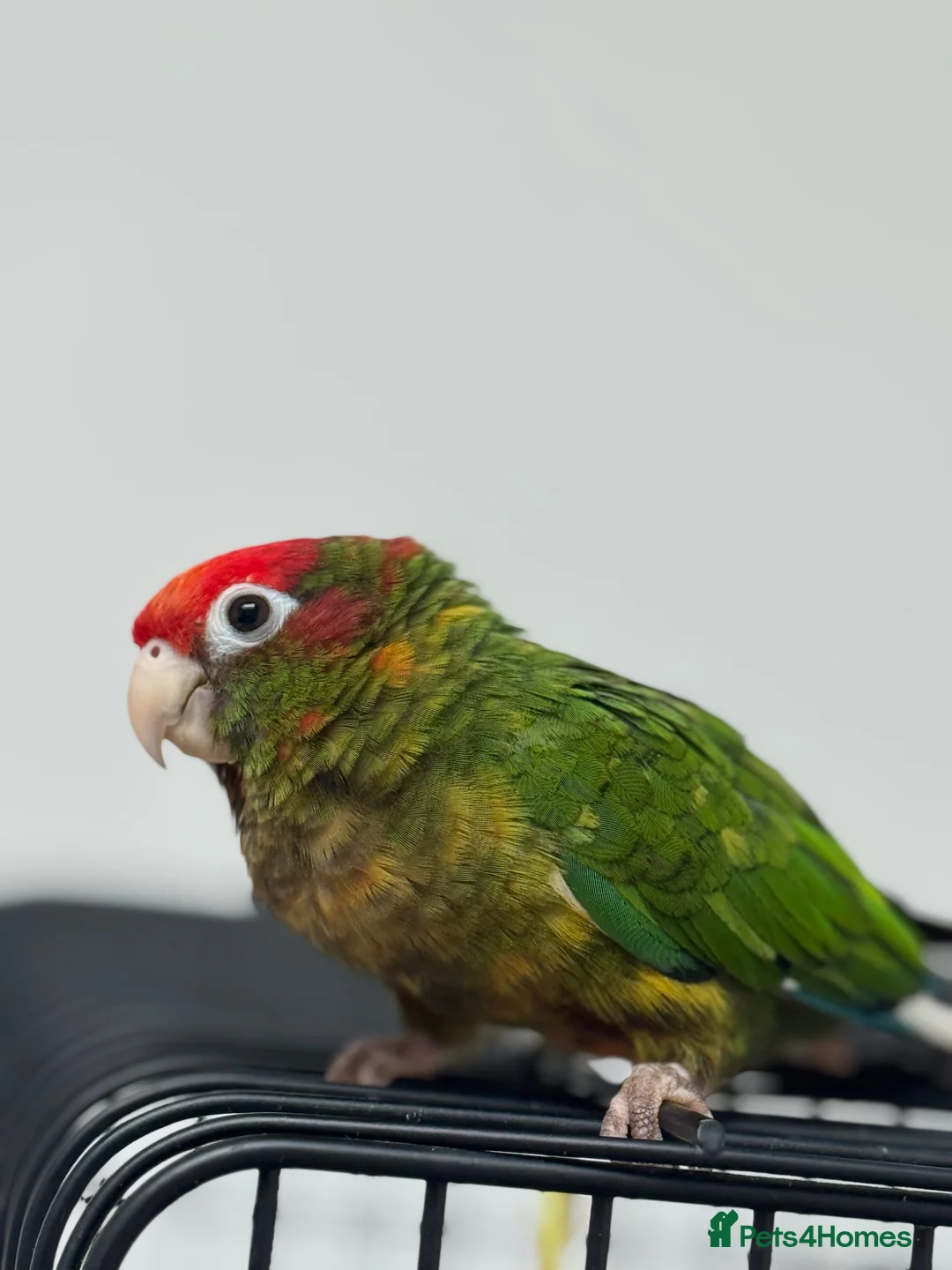 Conures birds for sale: Rose crown conure  - Advert 2