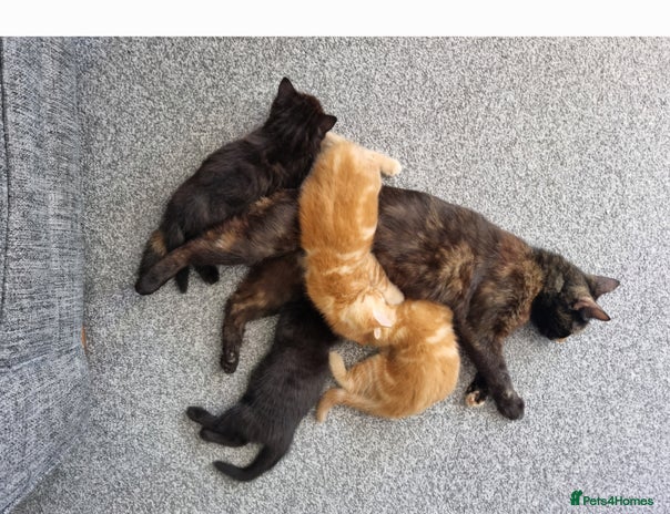 Bengal cats - Advert 6