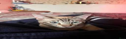 Bengal cats for sale: ☁️ BENAMESE KITTENS DUE AUGUST ☁️ - Advert 14