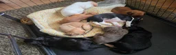 Mixed Breed dogs for sale: READY NOW Cocker Spaniel x Fenchie puppies - Advert 6