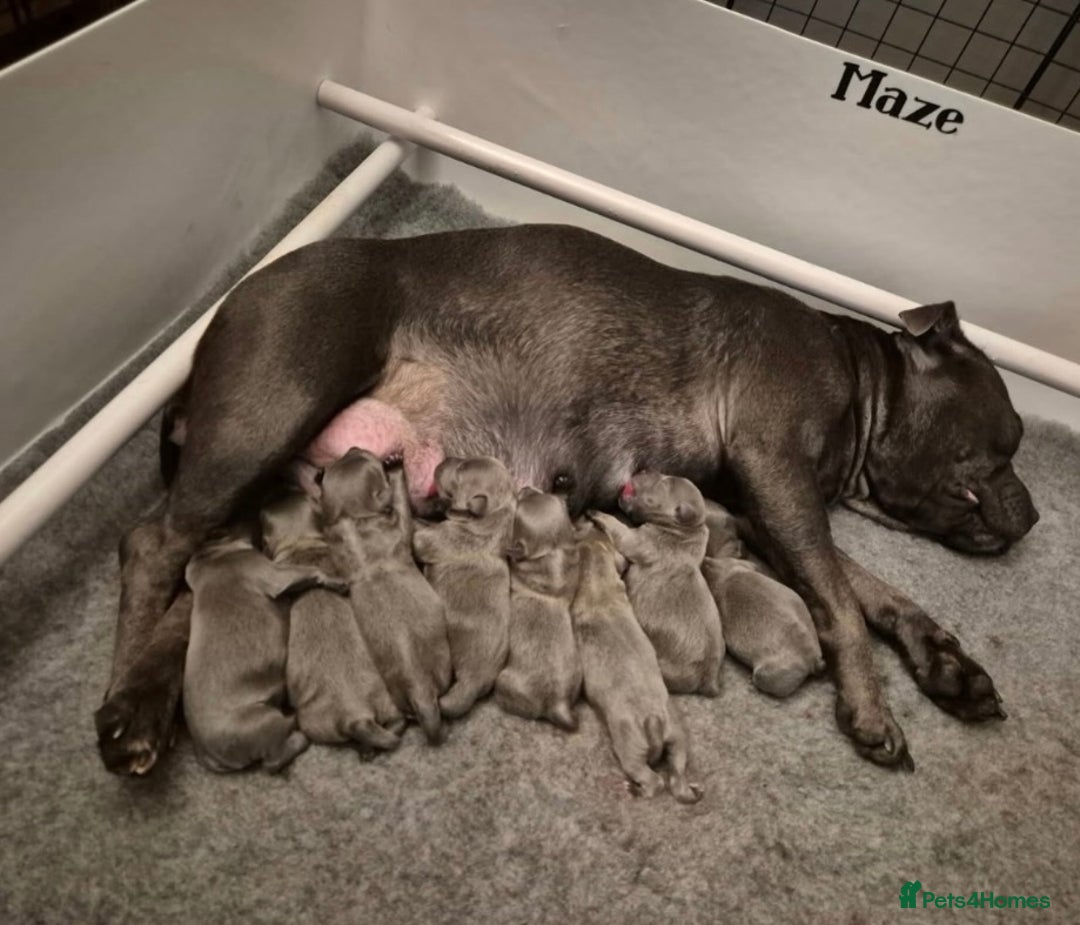 Staffordshire Bull Terrier dogs for stud: A NEW SUPERIOR SOLID BLUE MALE  - Image 5
