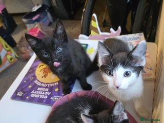 Mixed Breed cats - Advert 6