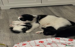 Turkish Van cats for sale: READY IN 1 WEEK Turkish van - Image 4