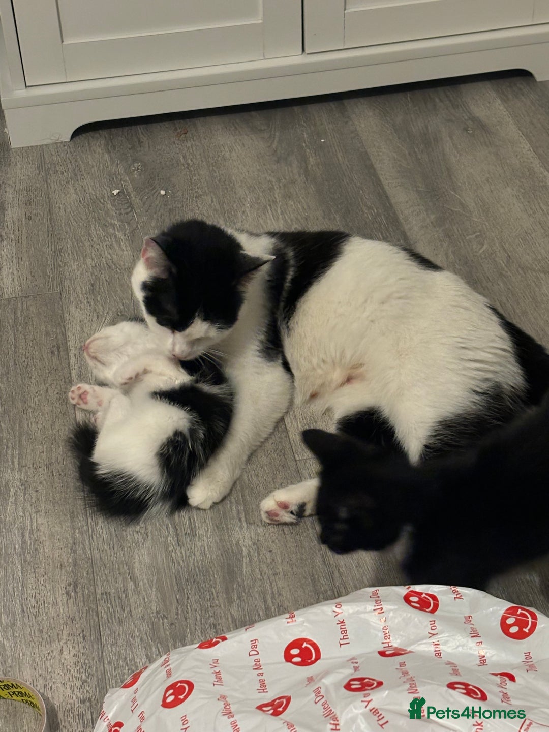 Turkish Van cats for sale: READY IN 1 WEEK Turkish van - Image 4
