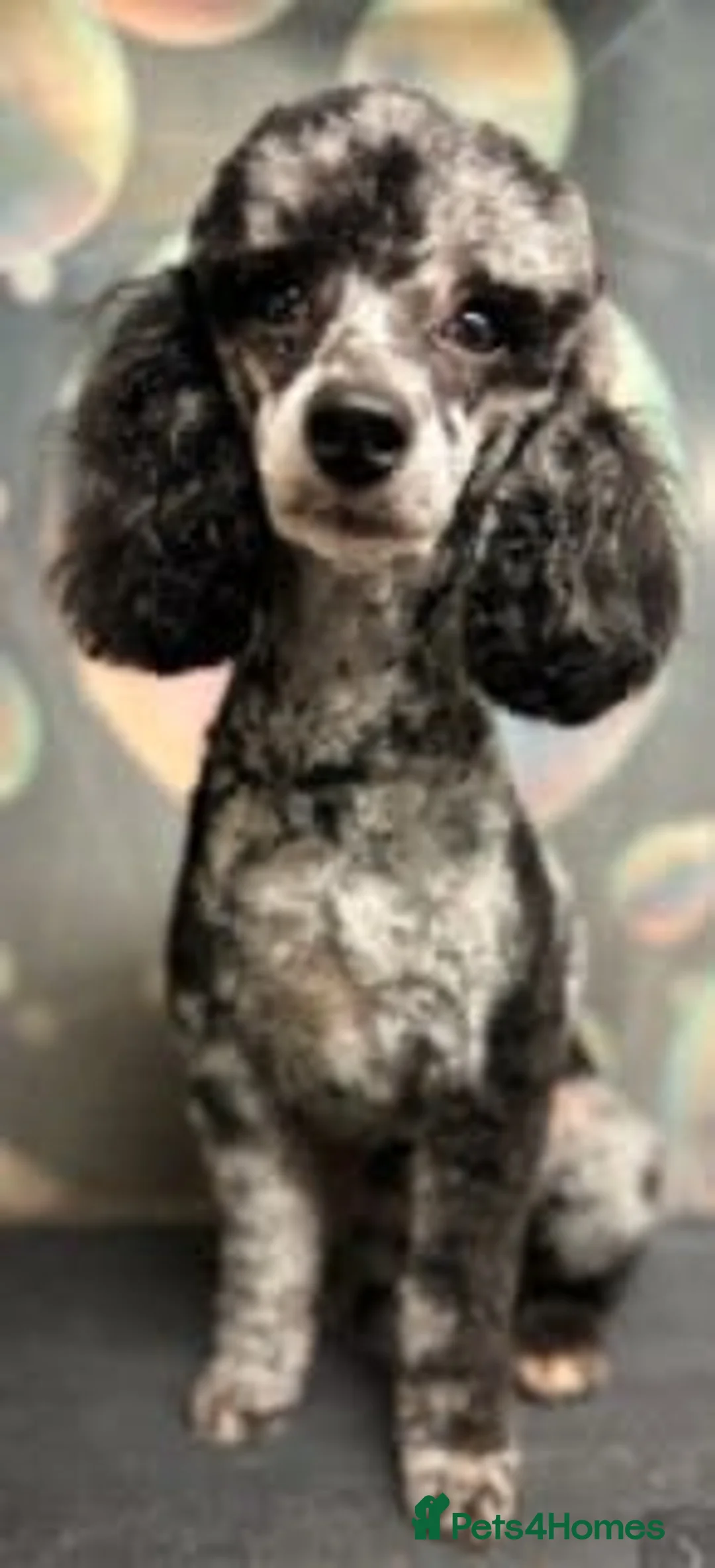 Miniature Poodle dogs for stud: beautiful blue merle miniature poodle in Swanley - Advert 4