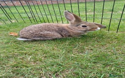 Mini Lop rabbits for sale: 4 Pure bred Mini Lop Rabbits *FOR SALE* 🥰 - Image 17