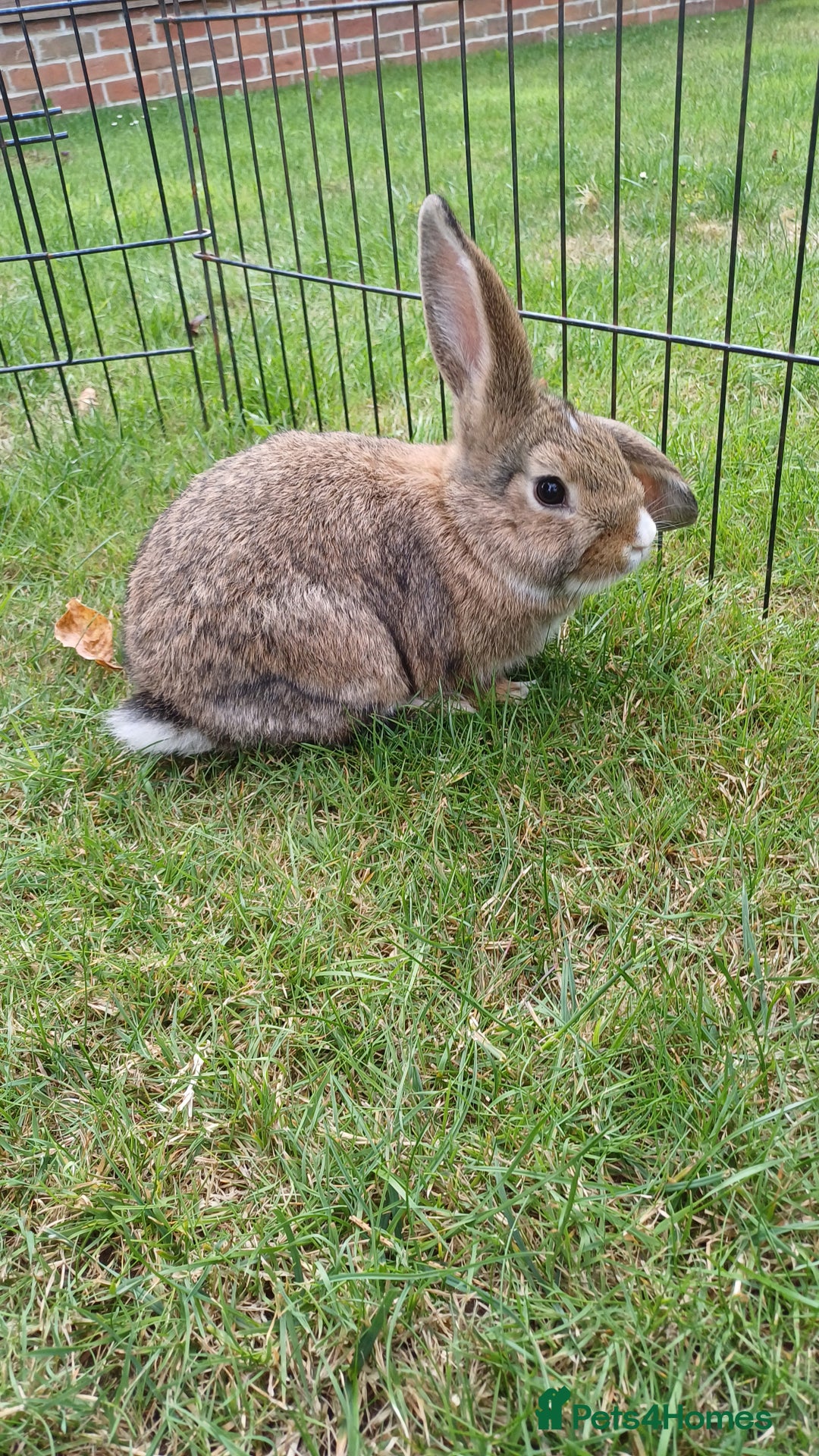 Mini Lop rabbits for sale: 4 Pure bred Mini Lop Rabbits *FOR SALE* 🥰 - Image 17