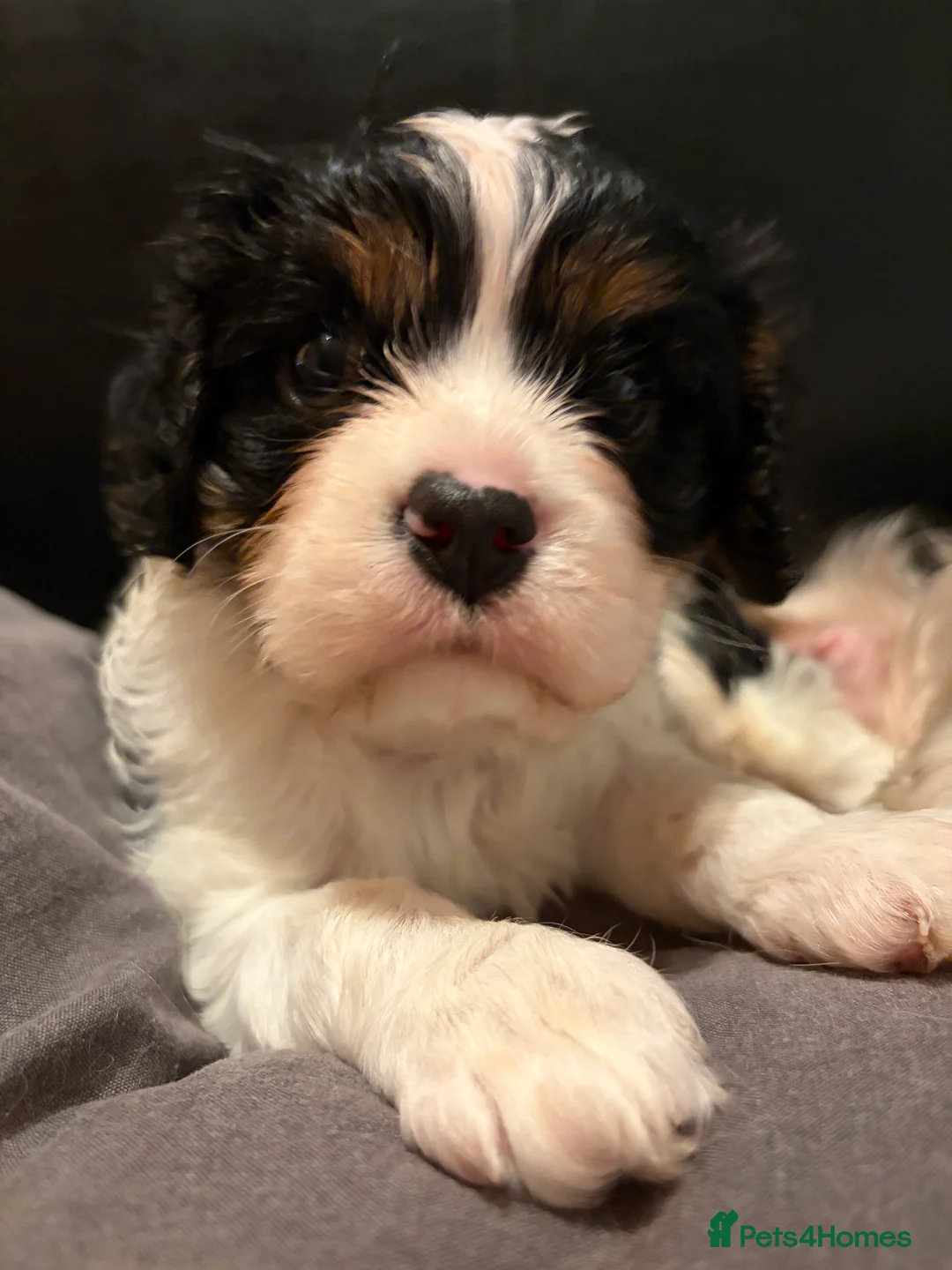 Cavalier King Charles Spaniel dogs for sale: Beautiful tri boy available  - Advert 4