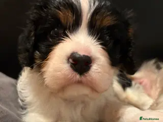 Cavalier King Charles Spaniel dogs Beautiful tri boy available - Advert 17