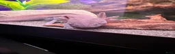 Axolotl reptiles for sale: Male axolotl 18months old in Stockbridge - Advert 2