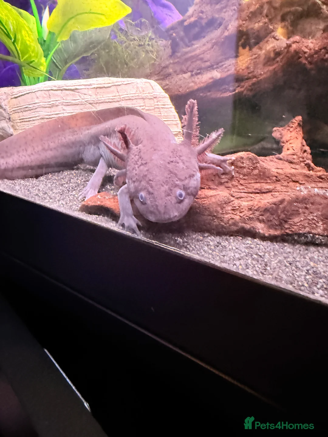 Axolotl reptiles for sale: Male axolotl 18months old in Stockbridge - Advert 2