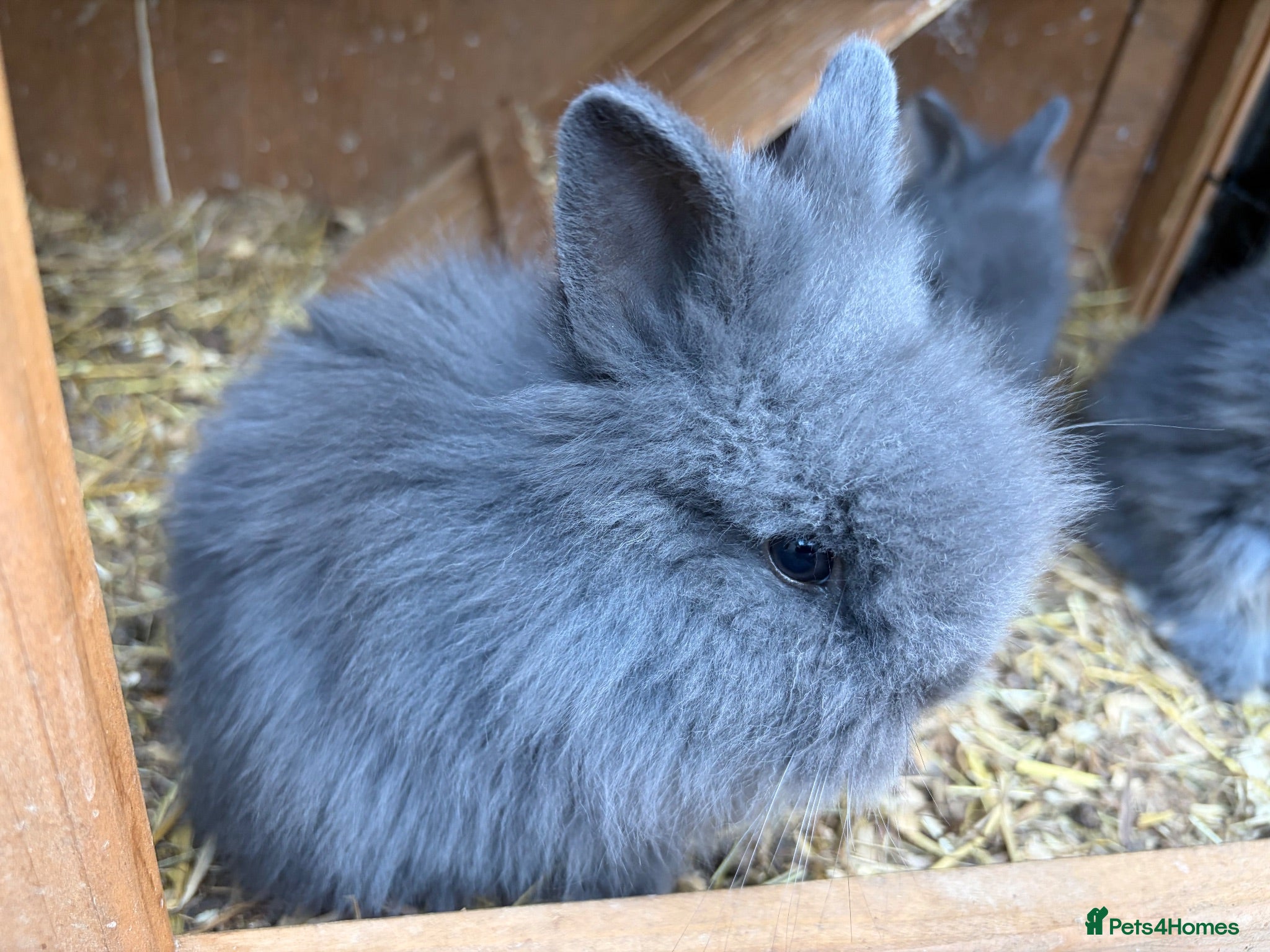 Lionhead rabbits Fluffy double mane lion head rabbits for sale  - Advert 15