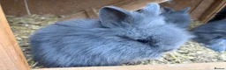 Lionhead rabbits for sale: Fluffy double mane lion head rabbits for sale  - Advert 19