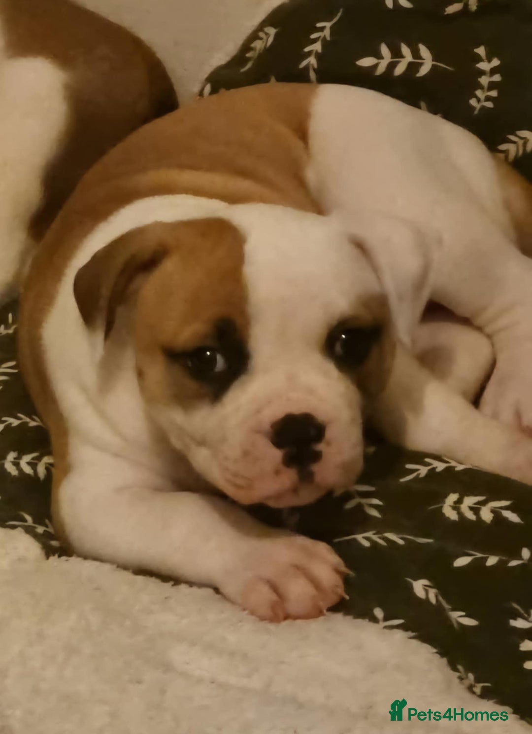 American Bulldog dogs for sale: American bulldog puppy female - Image 3